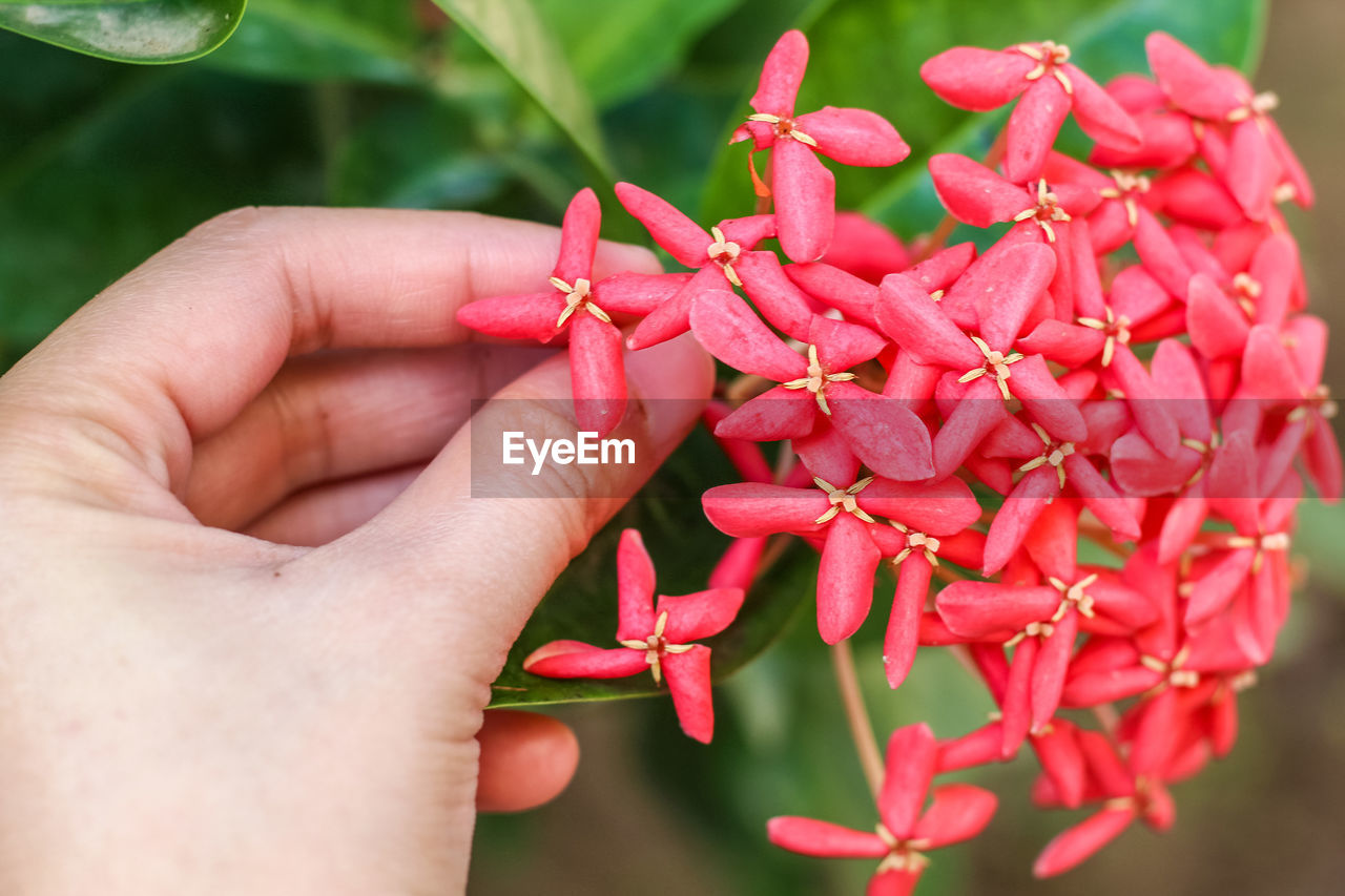 CLOSE-UP OF HAND HOLDING RED FLOWERS