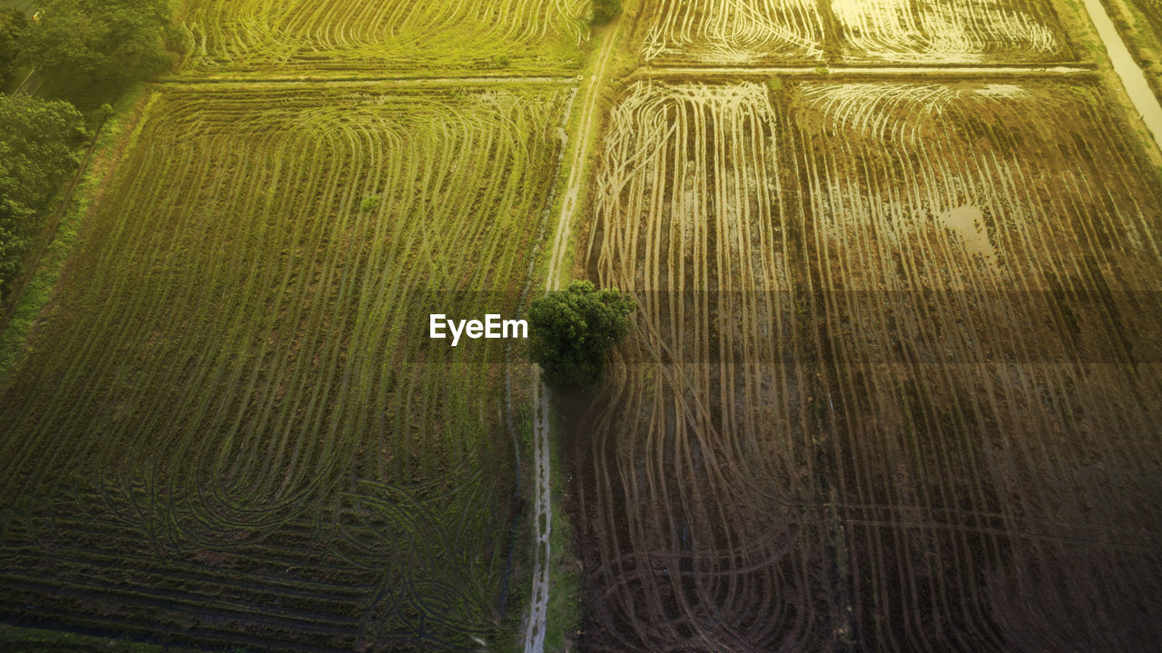 Crops growing in farm