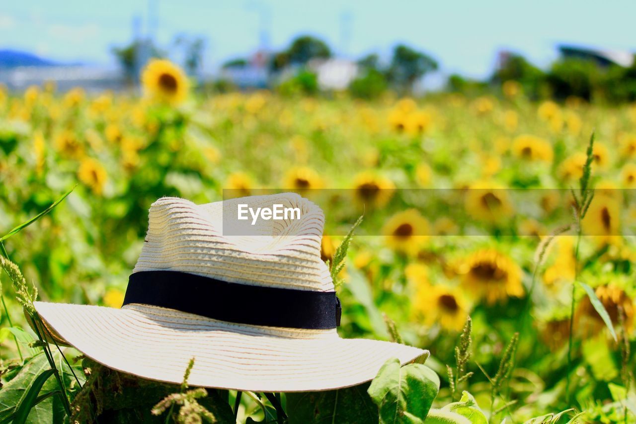 CLOSE-UP OF YELLOW HAT ON FIELD