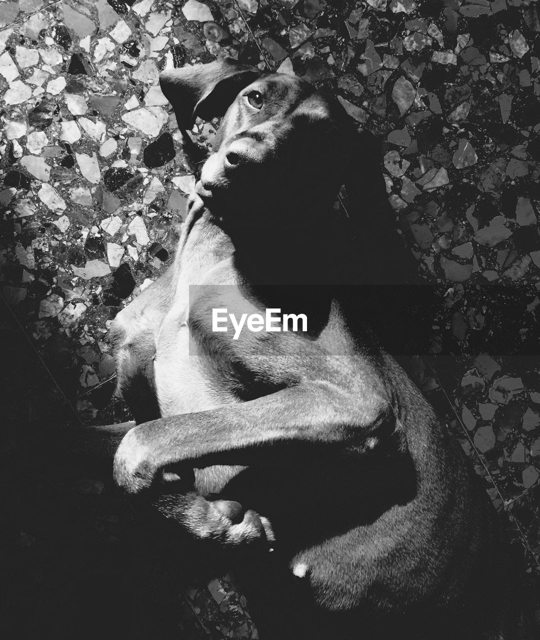 Close-up of dog lying on floor