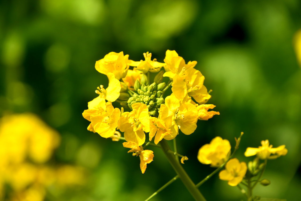 CLOSE-UP OF YELLOW FLOWERS BLOOMING