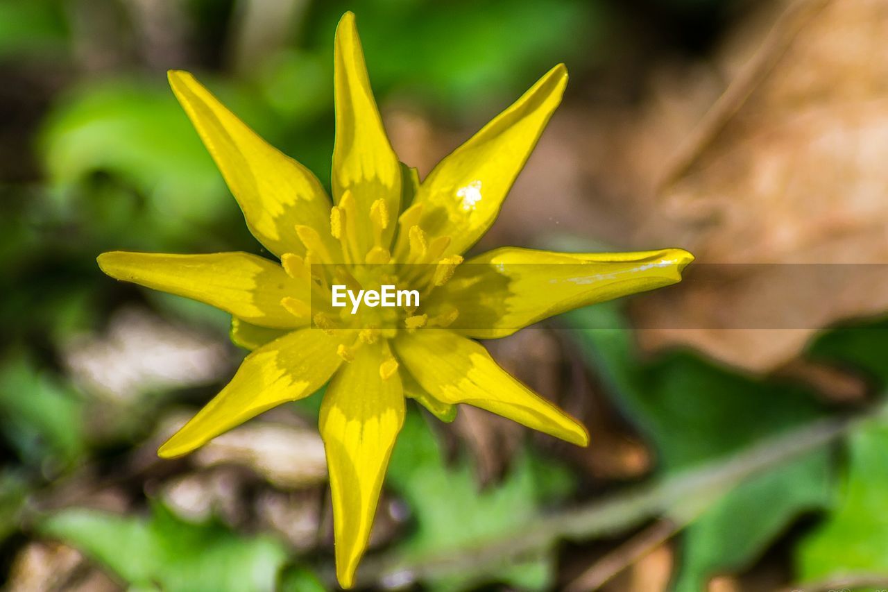 CLOSE-UP OF YELLOW FLOWER BLOOMING OUTDOORS