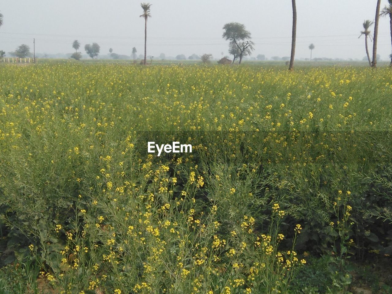 FIELD AGAINST SKY