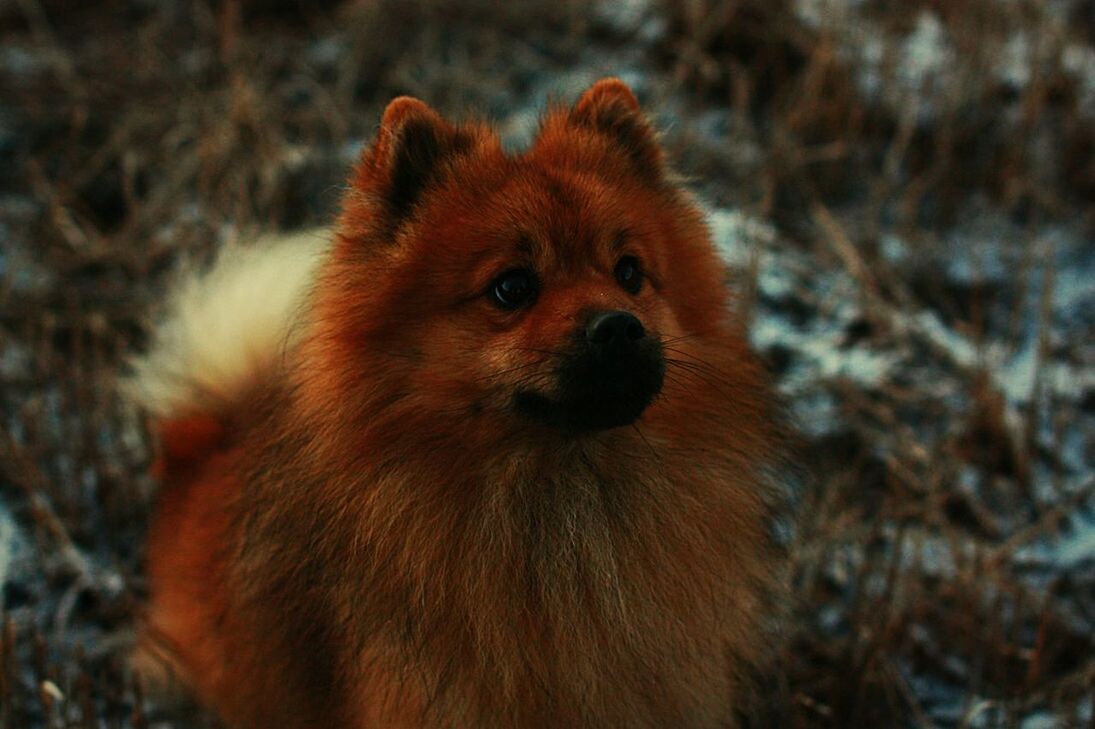 CLOSE-UP OF DOG