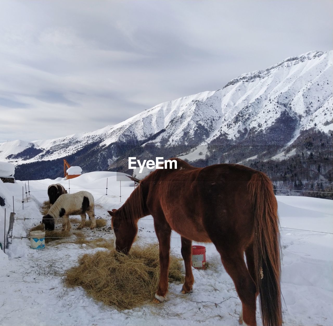 HORSES STANDING ON SNOW COVERED MOUNTAIN