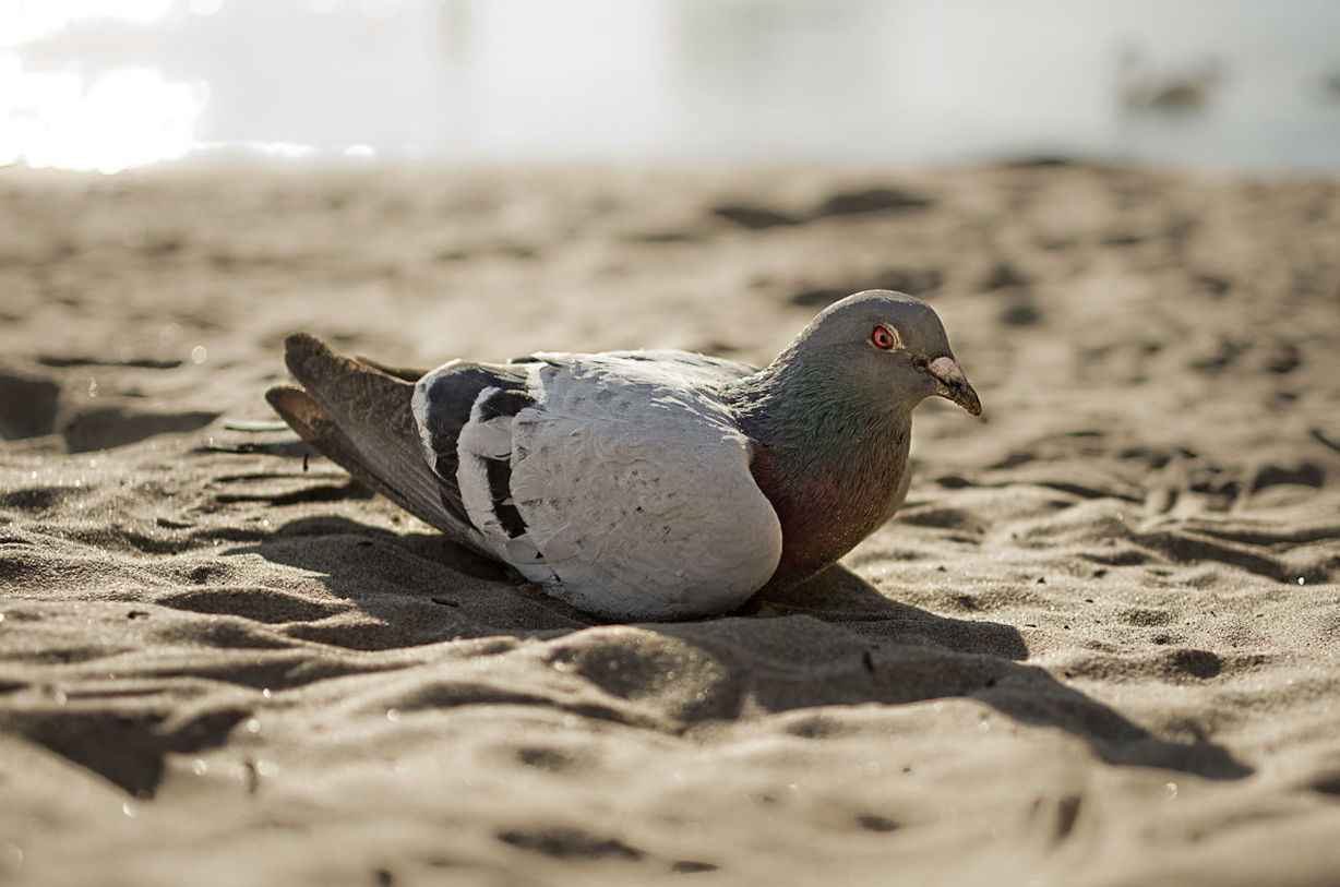 Close-up side view of a bird on sand