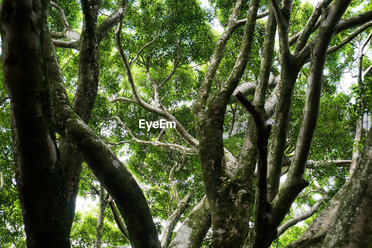 Low angle view of trees in forest