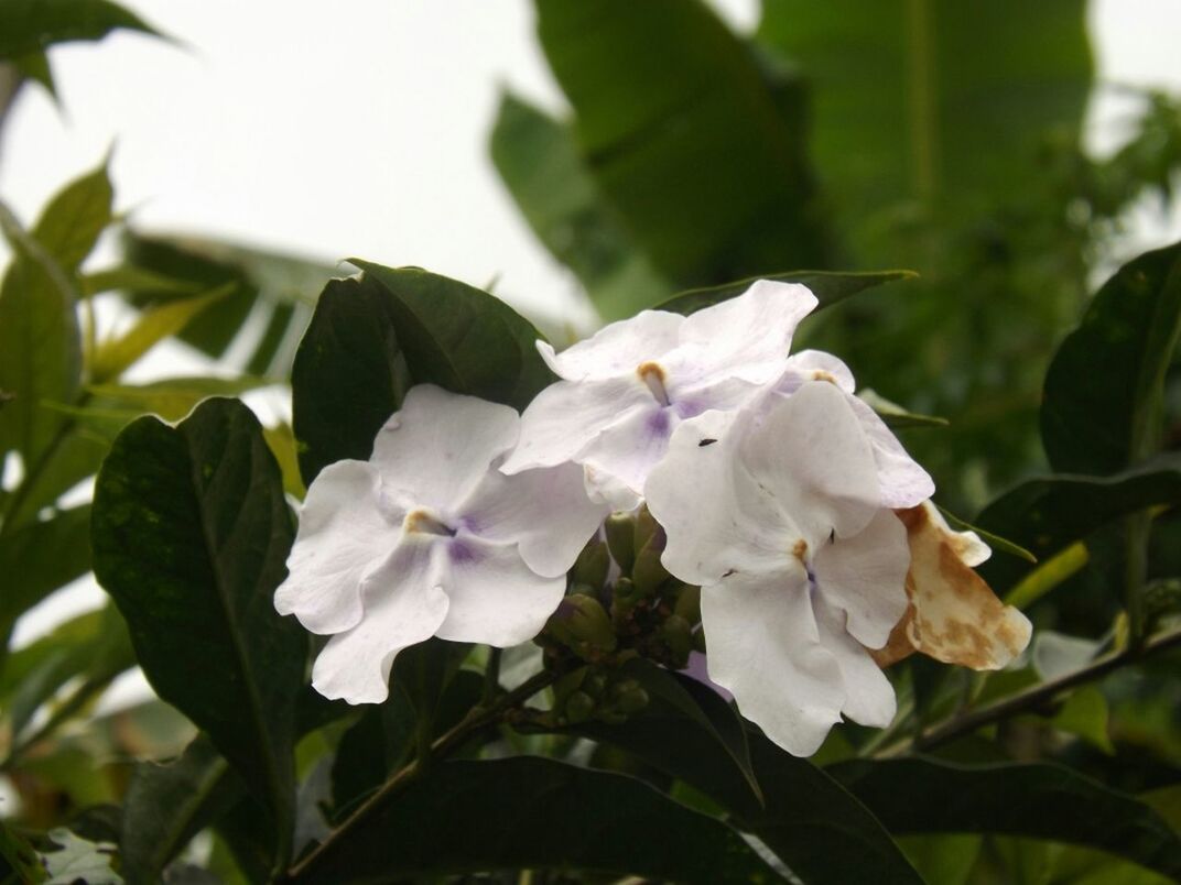 Close-up of white flowers blooming