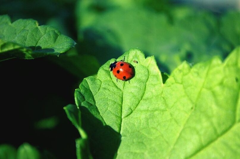 LADYBUG ON LEAF