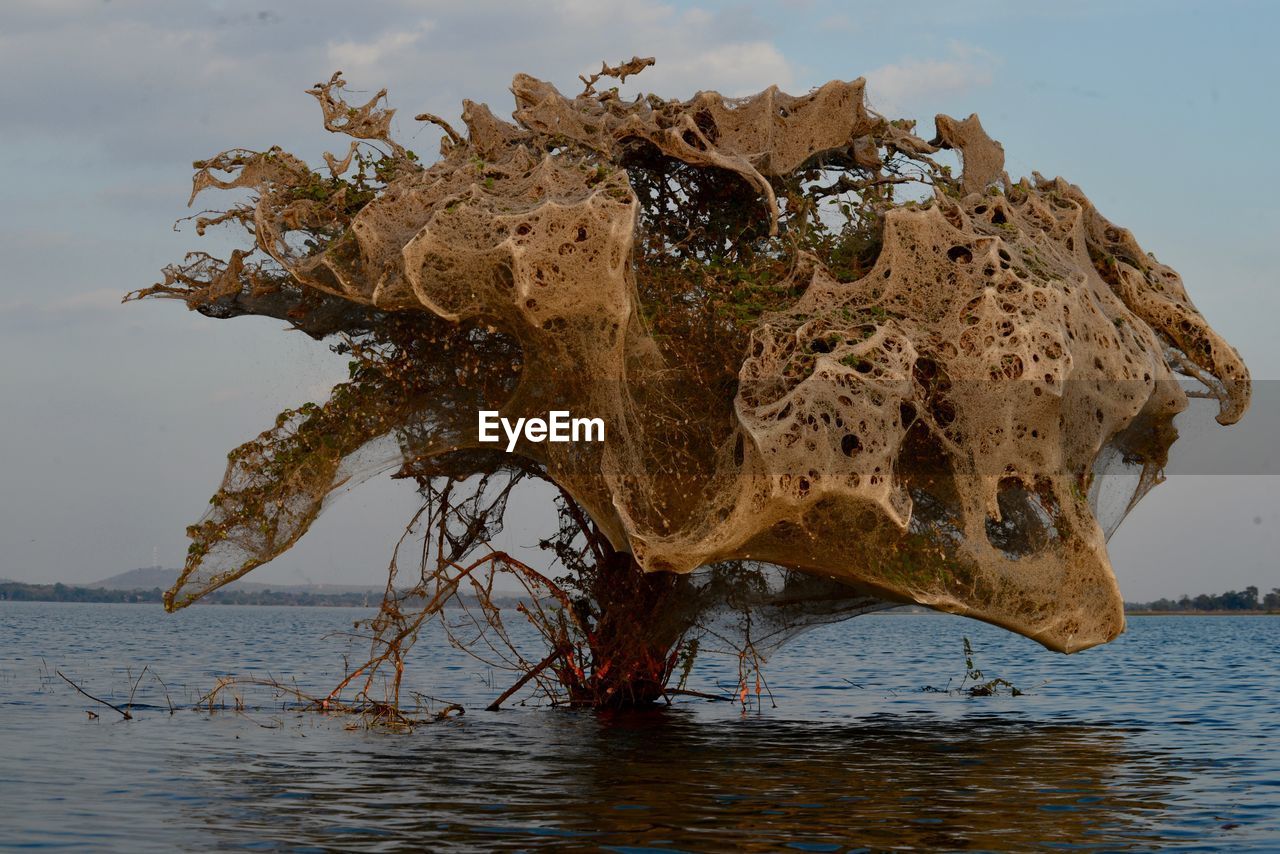 CLOSE-UP OF TREE IN SEA