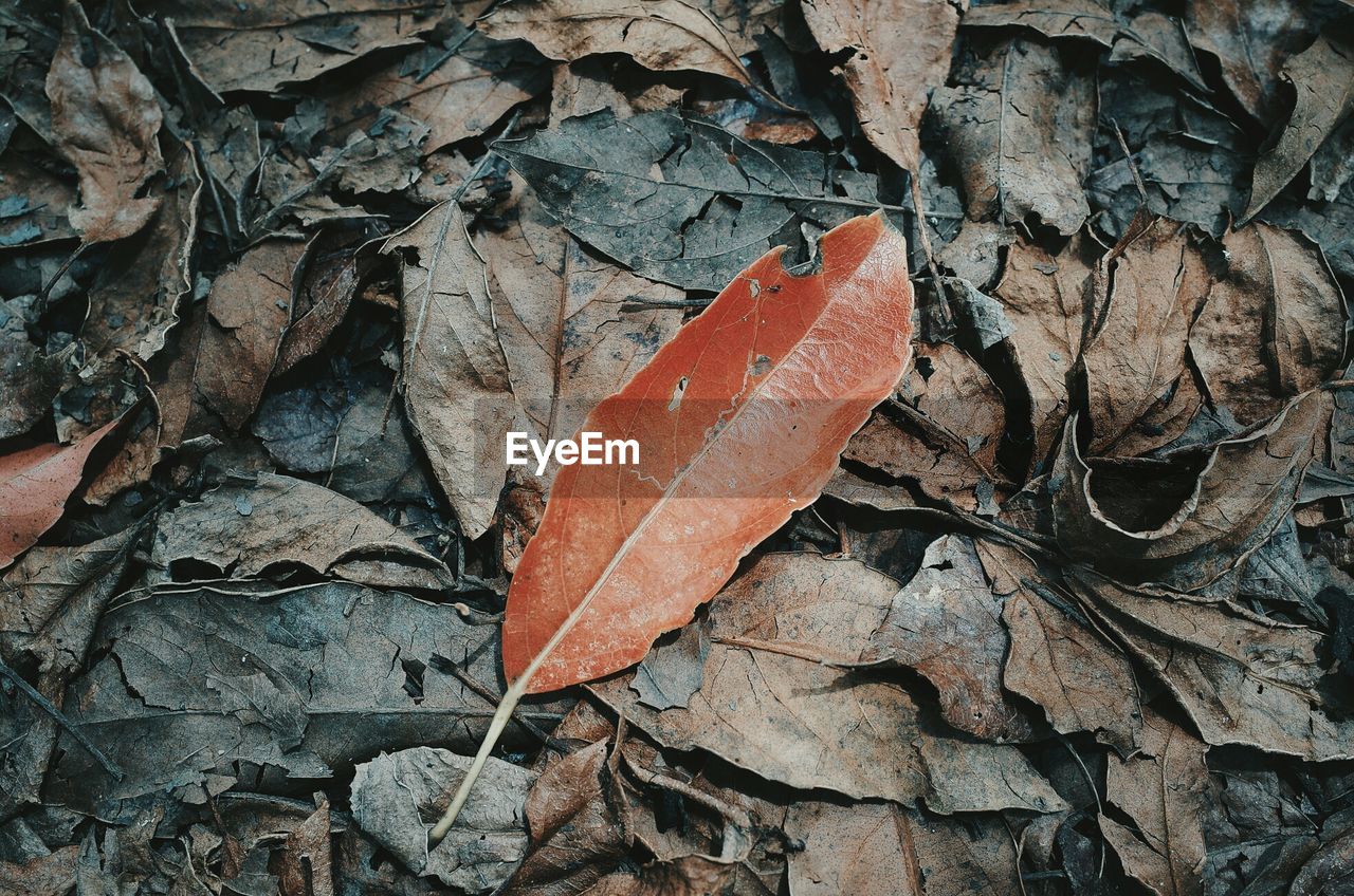 Close-up of dry leaves