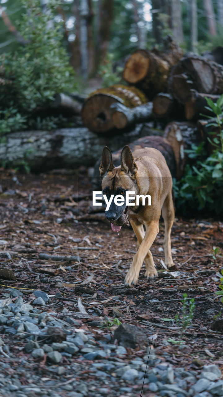 Belgian malinois playing in the woods