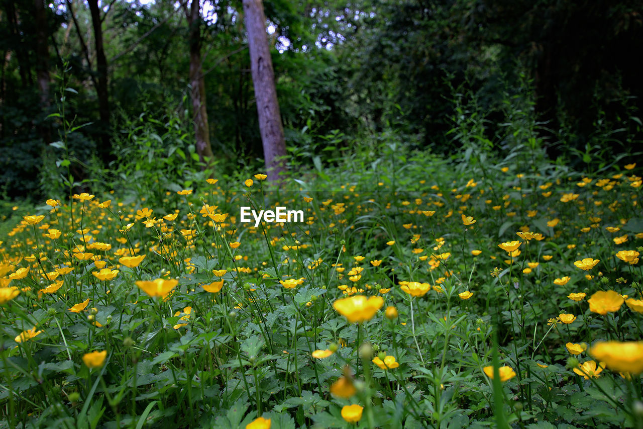 CLOSE-UP OF YELLOW FLOWERING PLANTS GROWING ON LAND