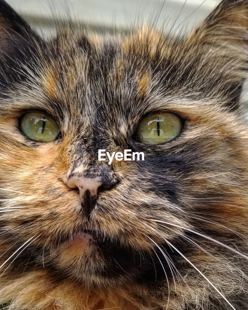 CLOSE-UP PORTRAIT OF A CAT WITH EYES CLOSED