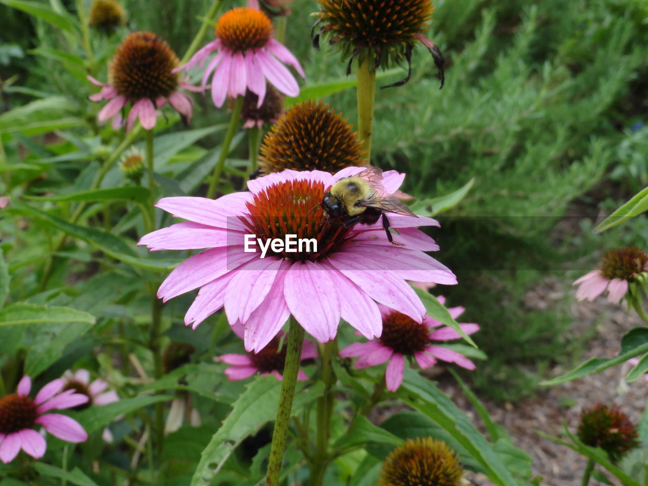 Close-up of pink flowers