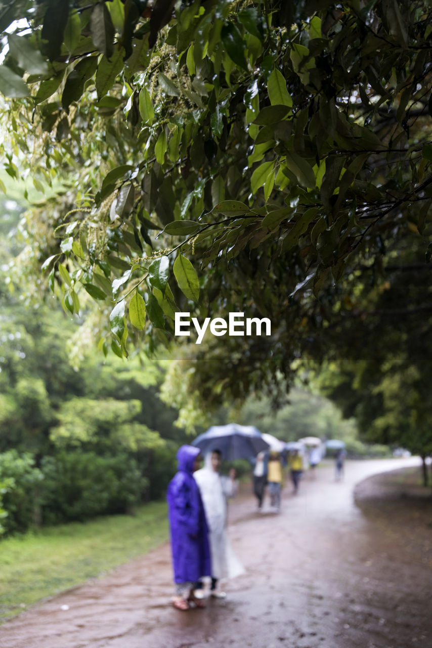 REAR VIEW OF PEOPLE WALKING ON ROAD BY TREES