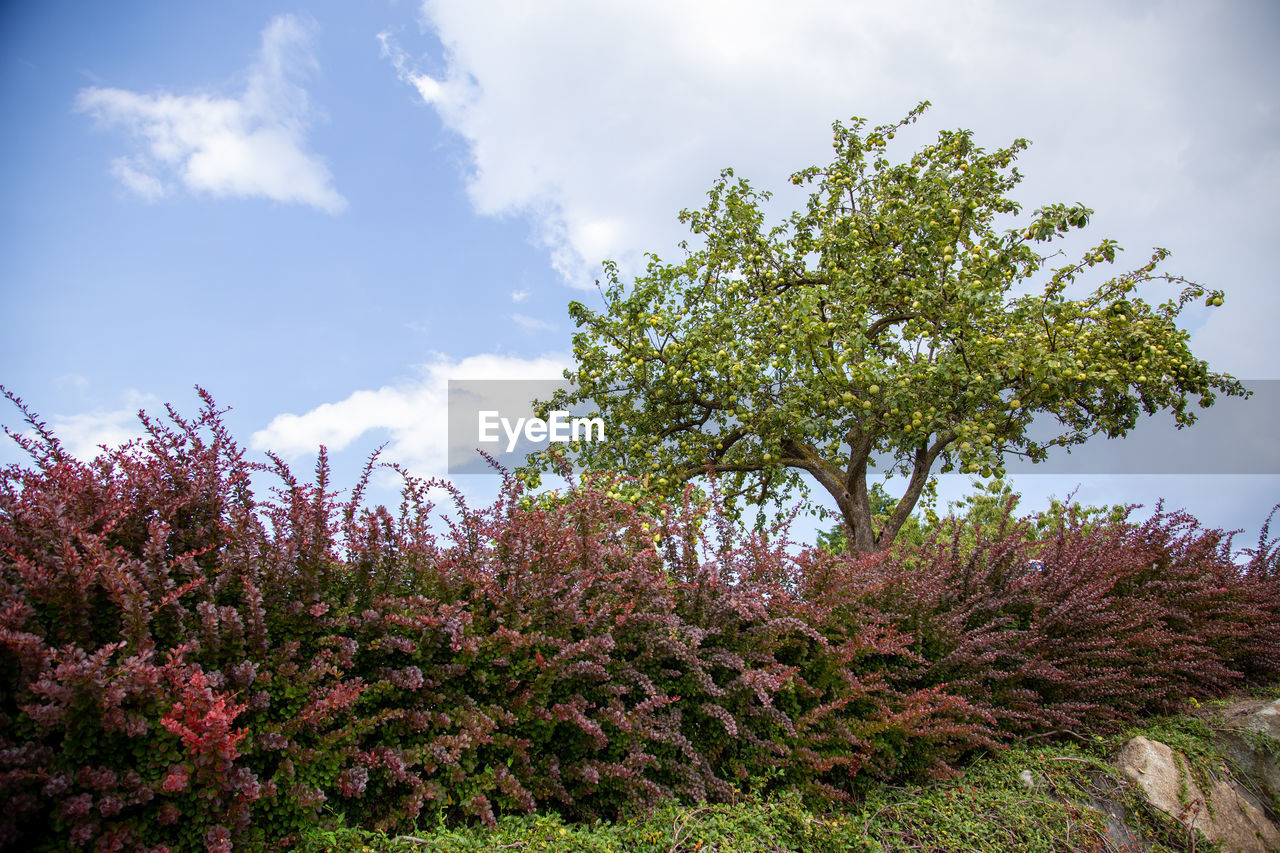 LOW ANGLE VIEW OF CHERRY BLOSSOM TREE AGAINST SKY