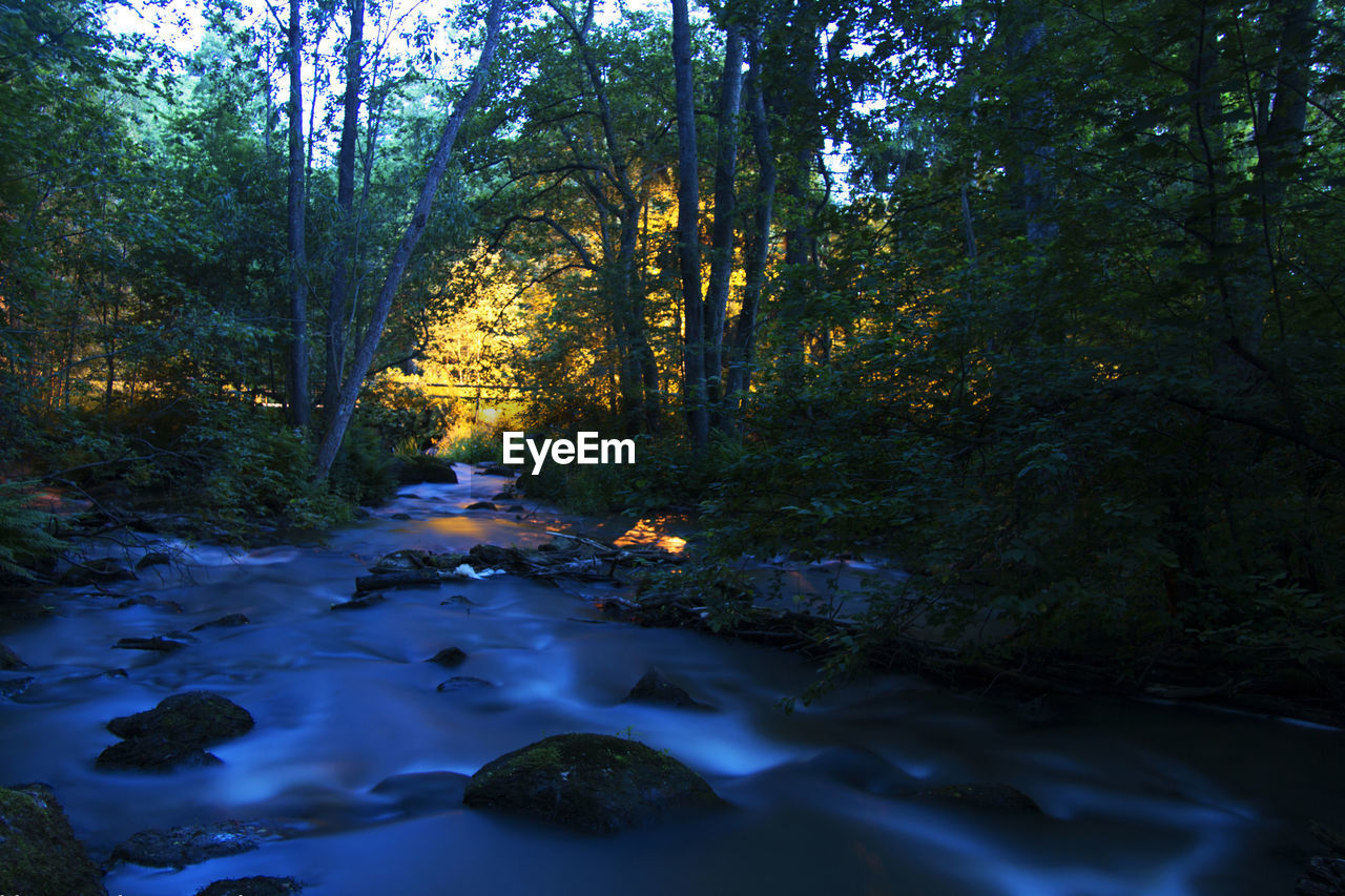 STREAM PASSING THROUGH FOREST