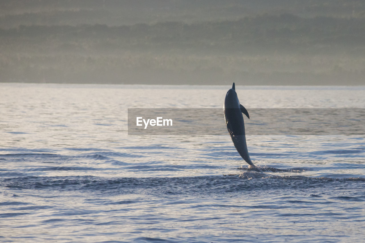 Dolphin jumping in sea against mountain