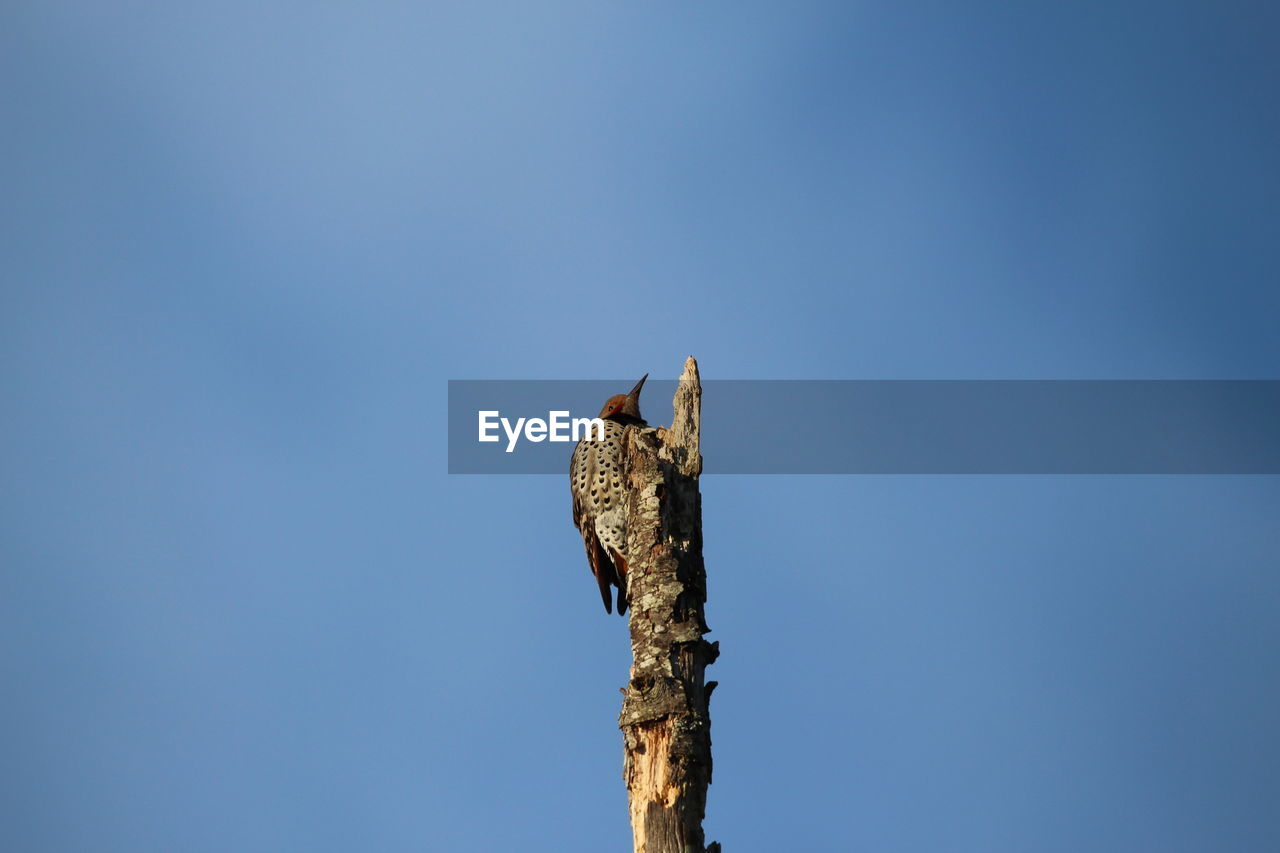 Low angle view of wooden post against clear blue sky with bird perched on top 