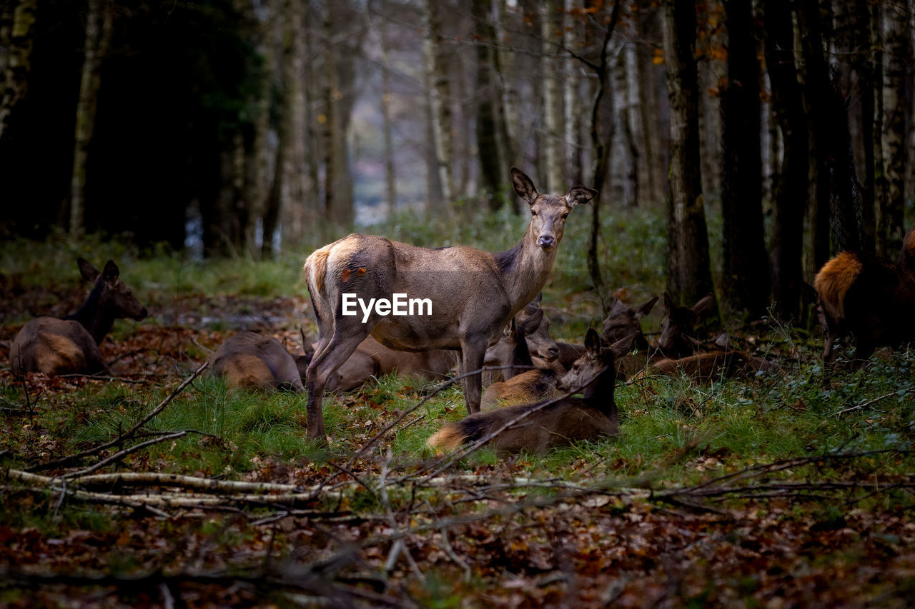 Deer in a forest