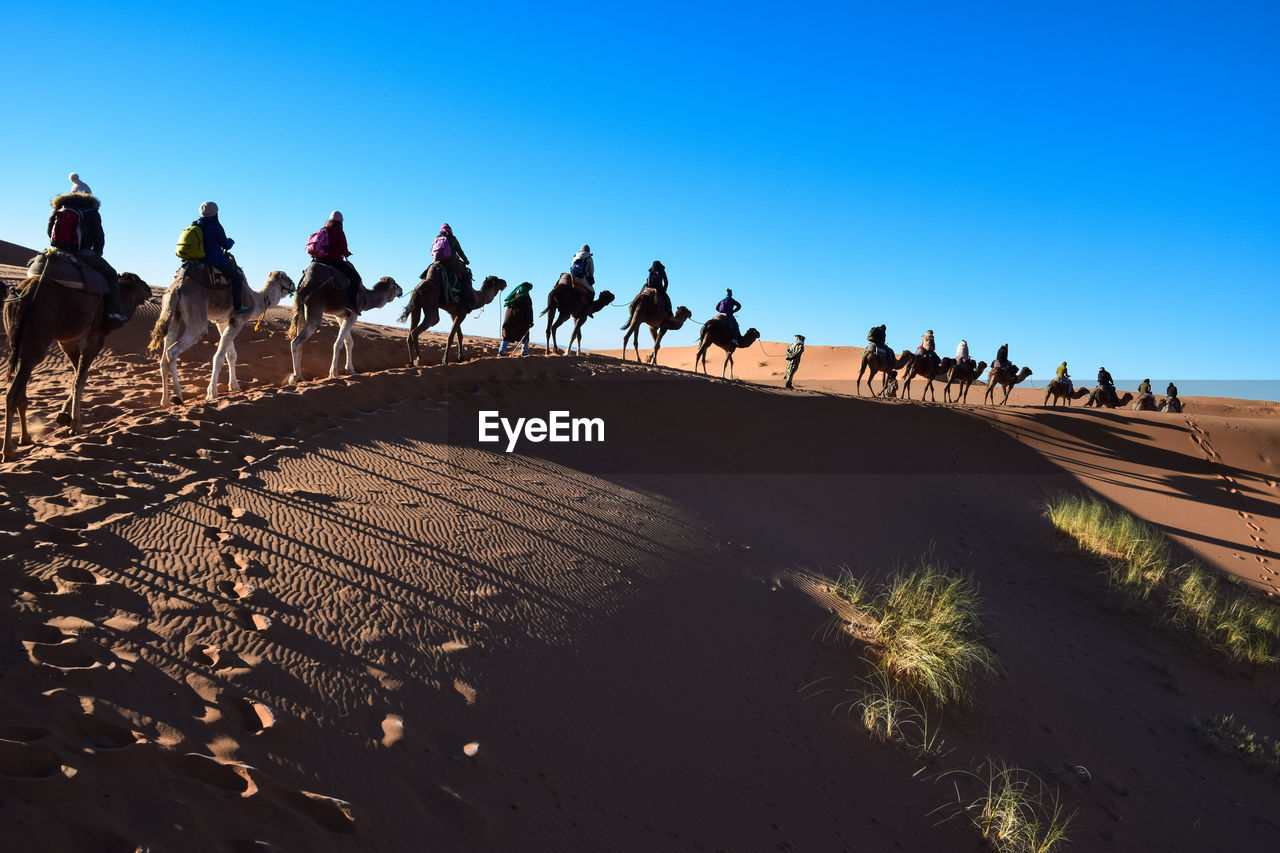 Row of people and camels against clear sky