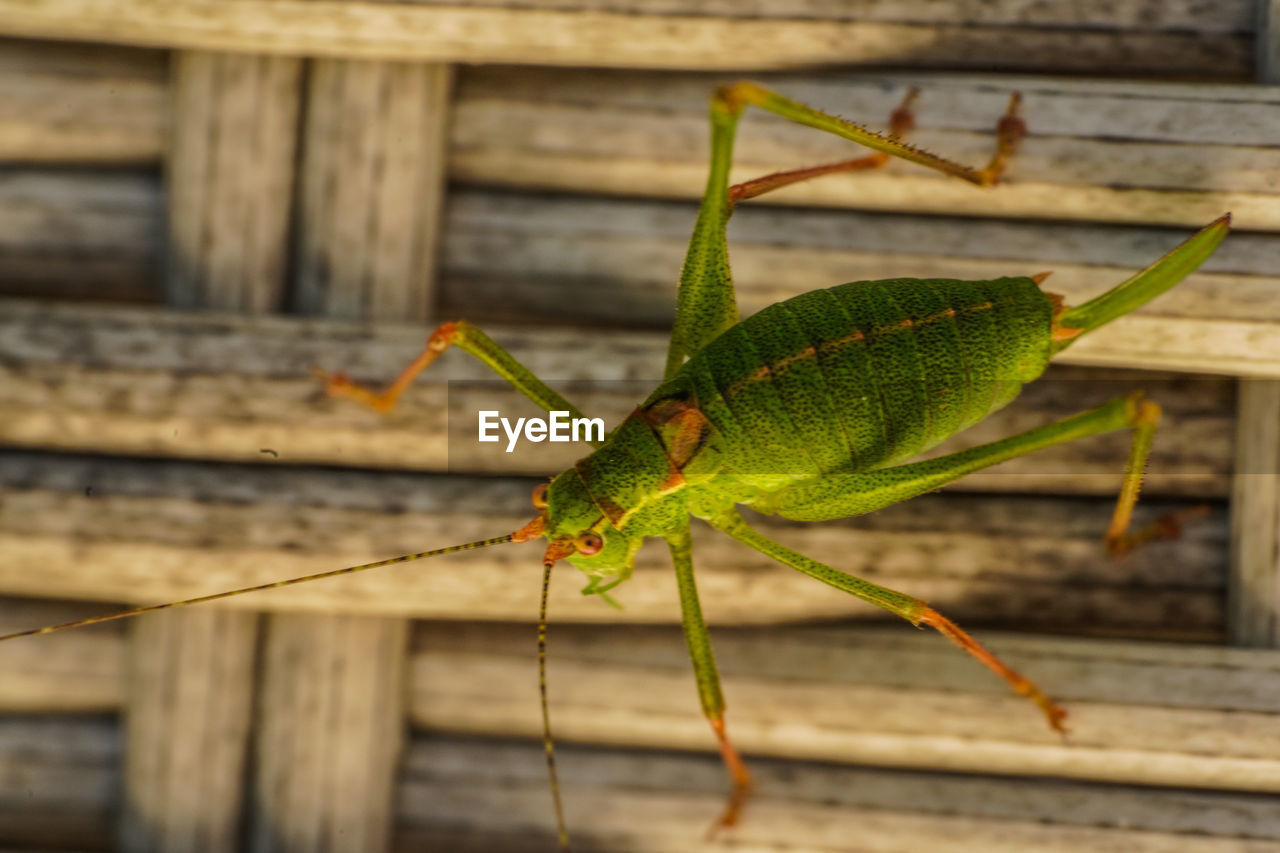 animal themes, animal, one animal, animal wildlife, wildlife, insect, green, wood, grasshopper, close-up, no people, focus on foreground, nature, yellow, animal body part, day, macro photography, outdoors, cricket, leaf, animal antenna