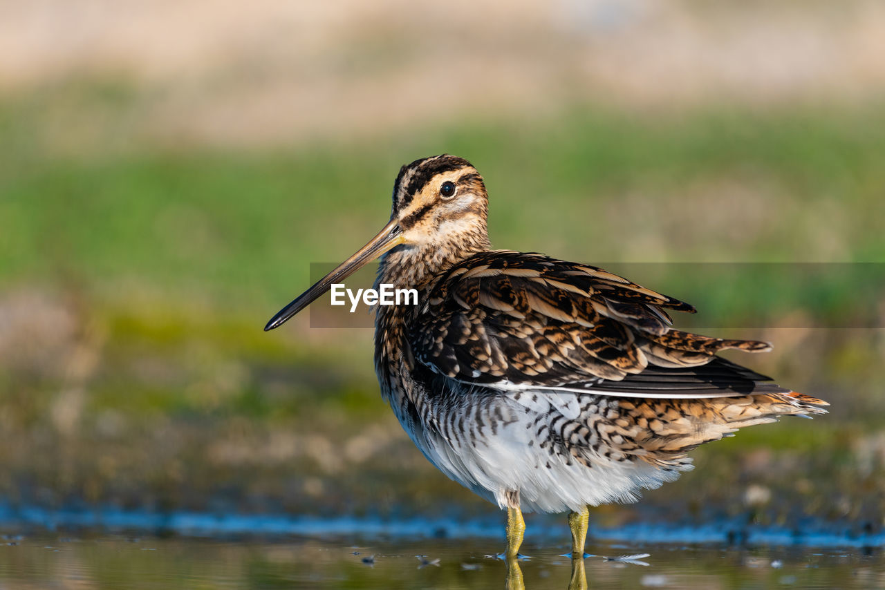 Close-up of bird perching on a lake