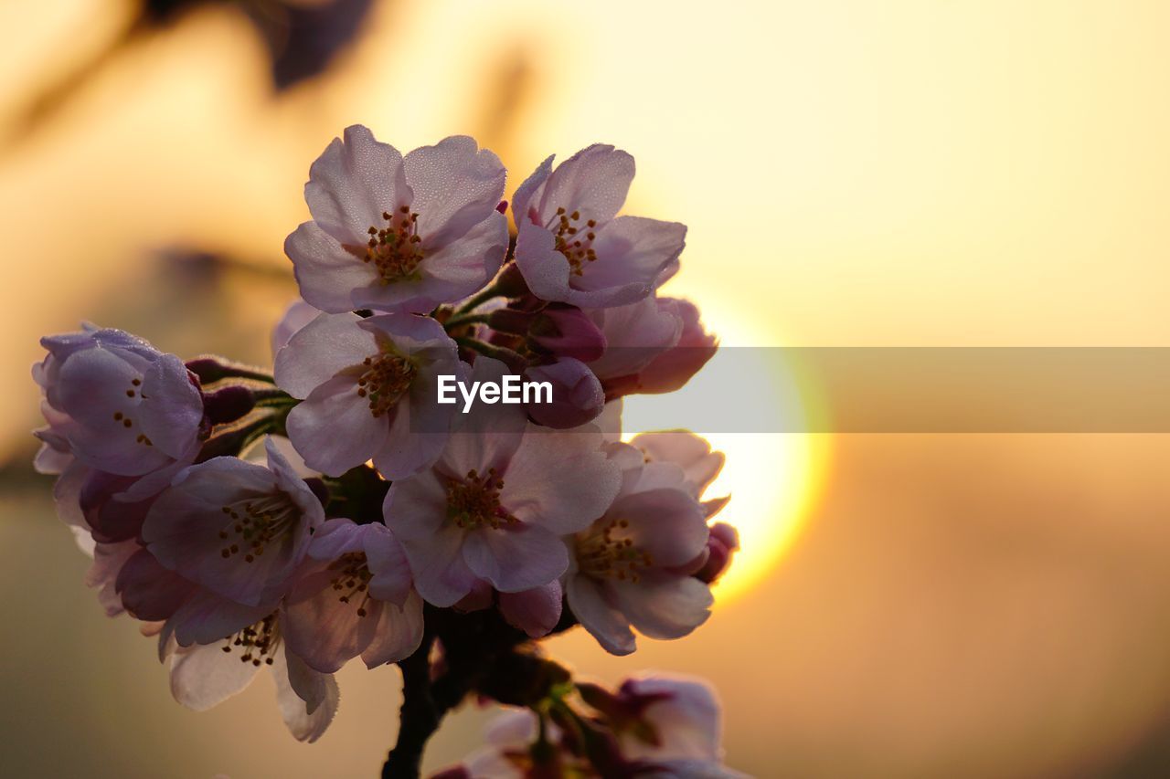 CLOSE-UP OF FRESH FLOWERS IN BLOOM