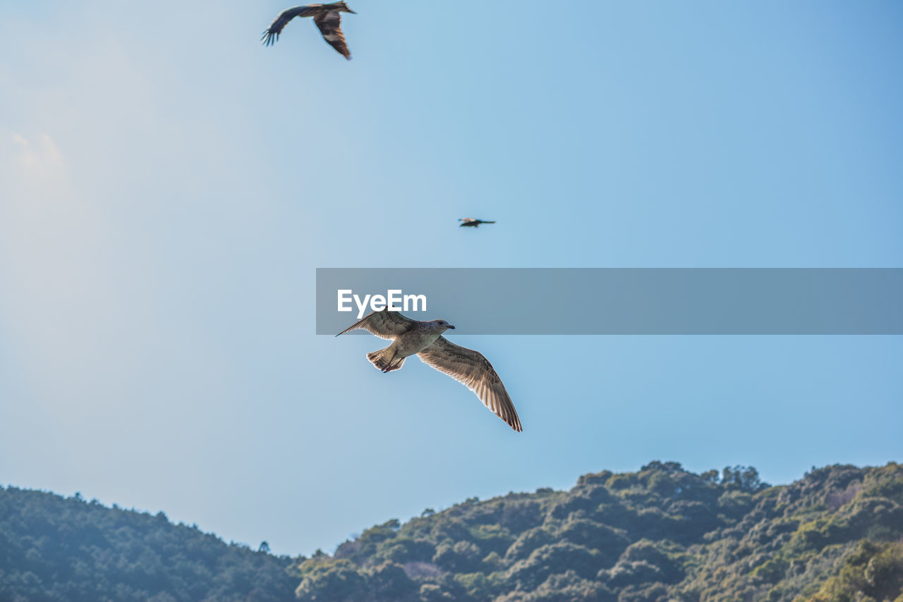 LOW ANGLE VIEW OF SEAGULLS FLYING