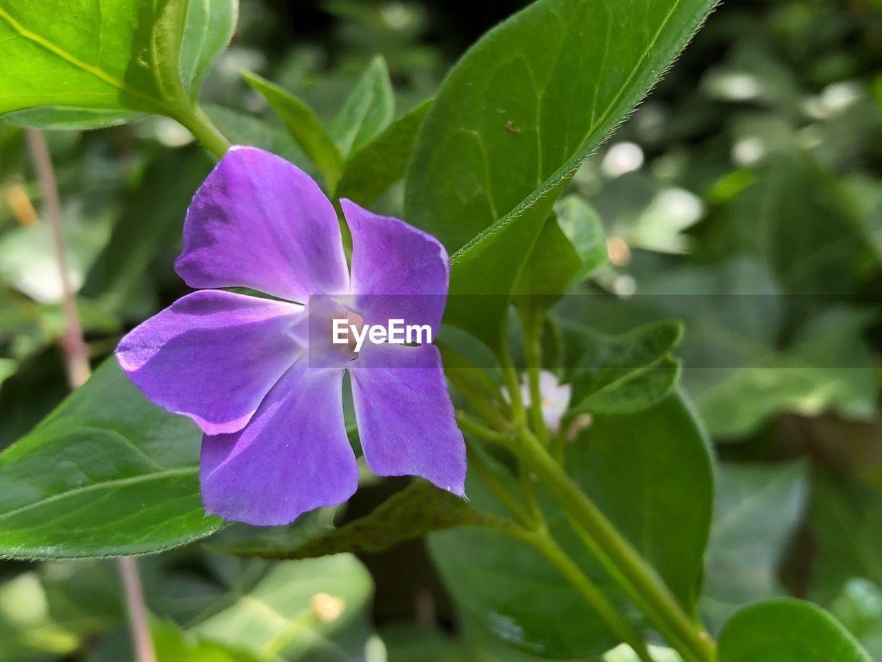 CLOSE-UP OF PURPLE FLOWERING PLANTS