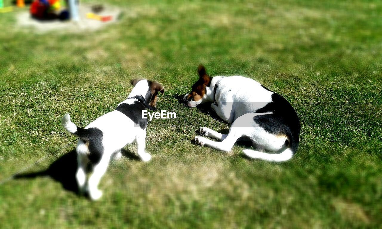 DOG PLAYING WITH BALL ON GRASSY FIELD