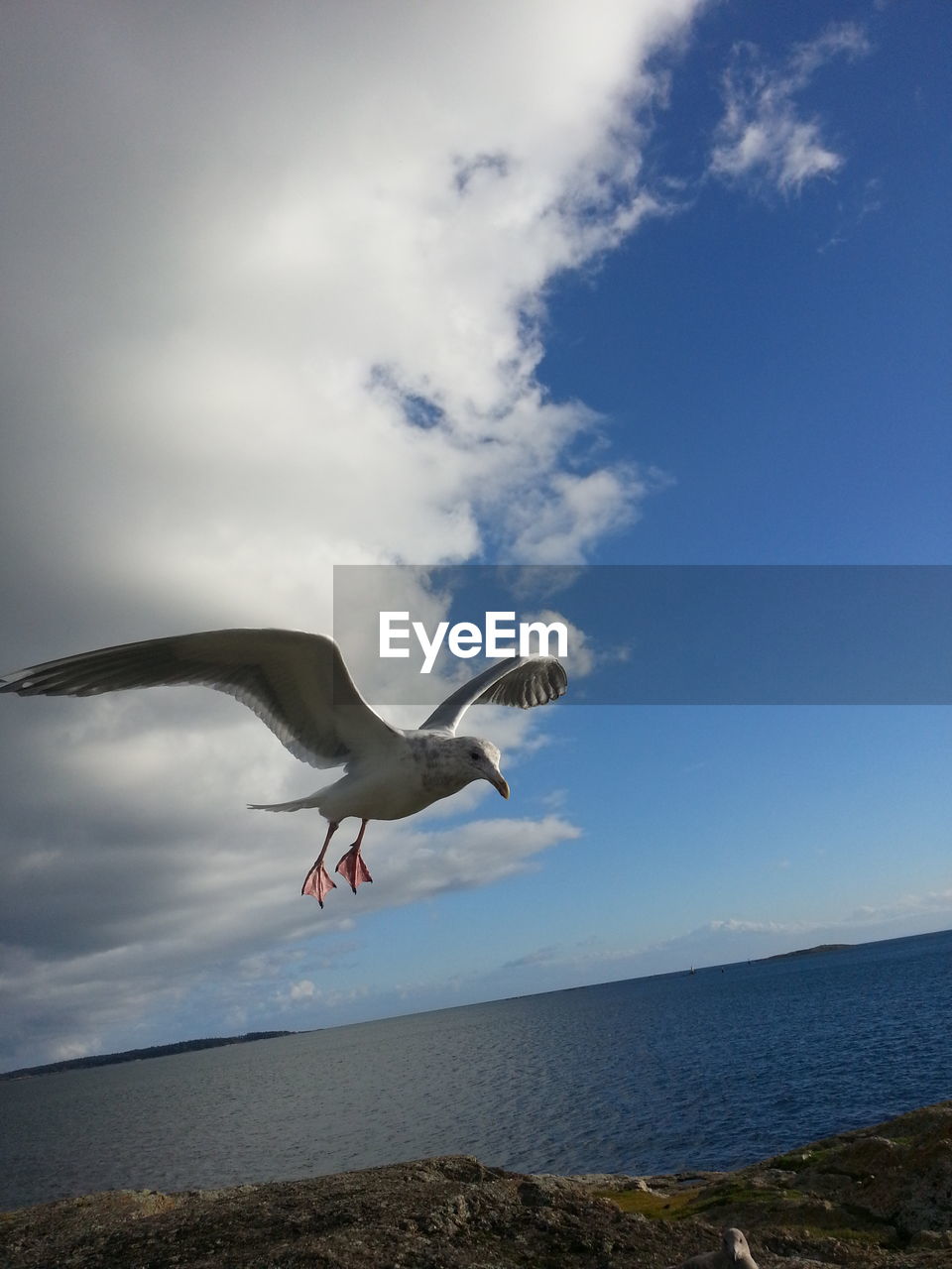 Flying seagull