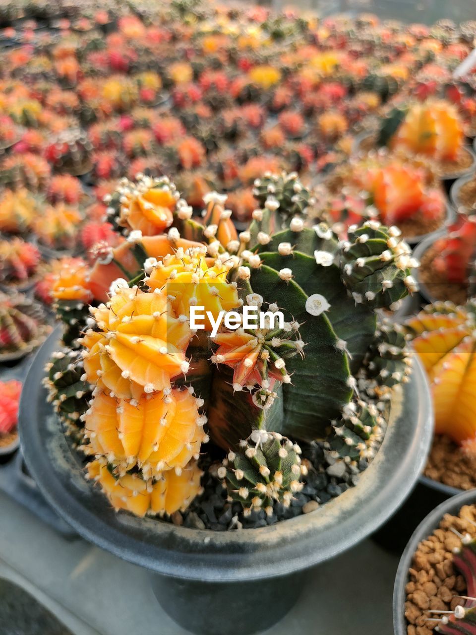 HIGH ANGLE VIEW OF ORANGE FLOWERING PLANT IN CONTAINER
