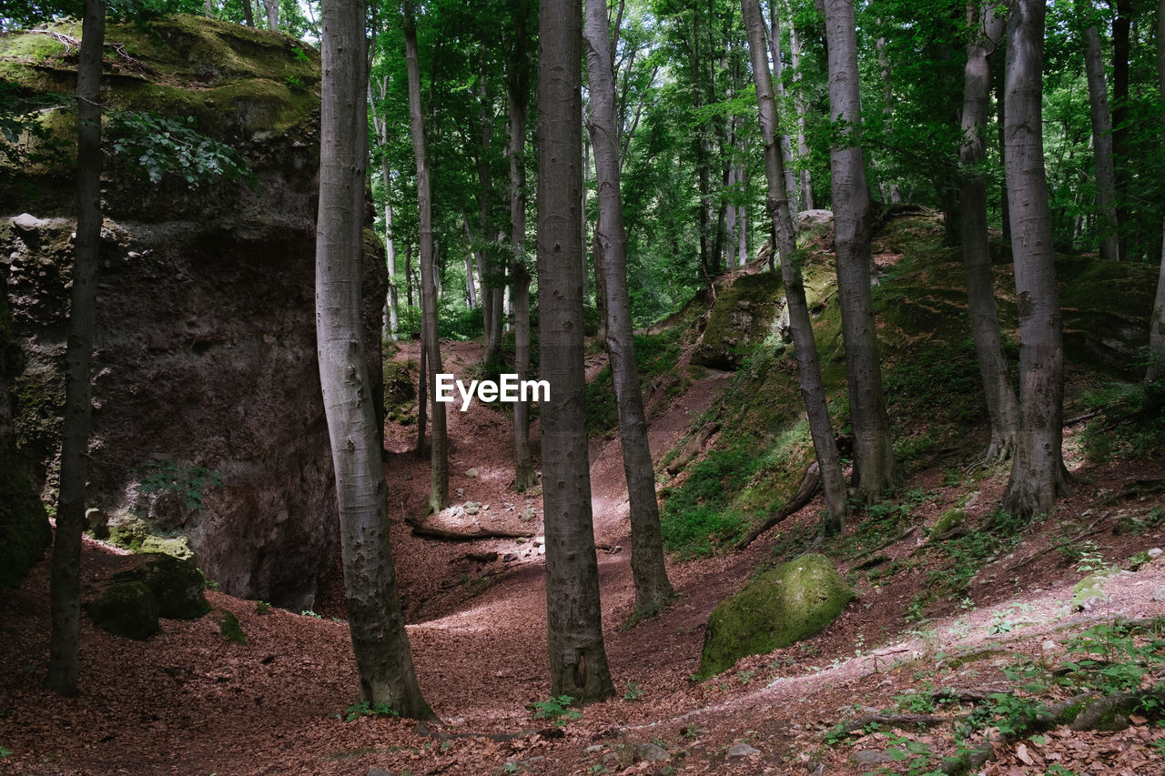 VIEW OF TREES GROWING IN FOREST
