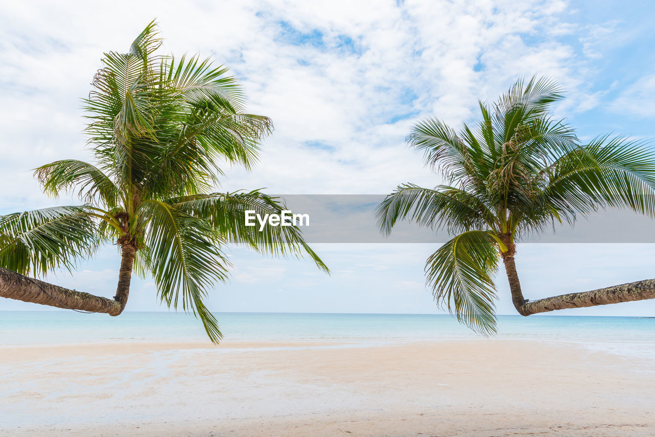 COCONUT PALM TREE ON BEACH AGAINST SKY