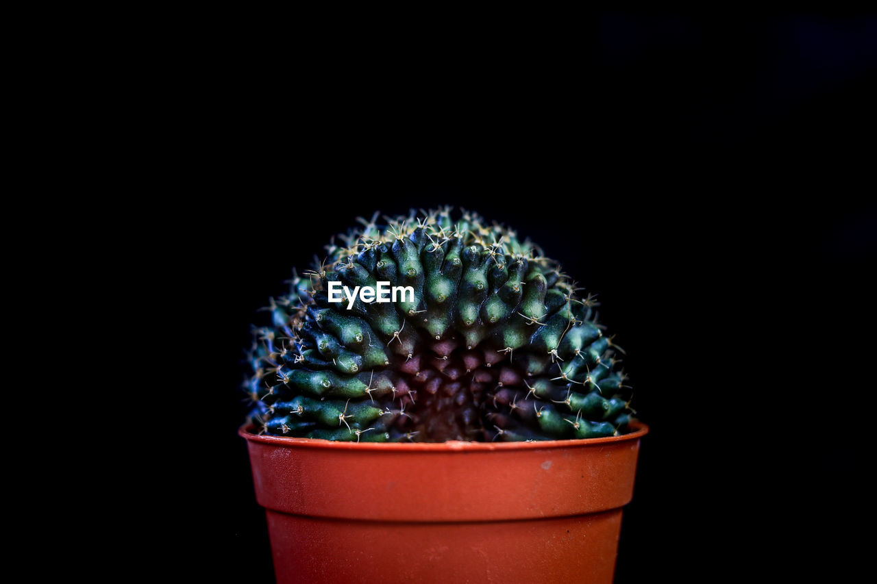 Close-up of potted cactus plant against black background