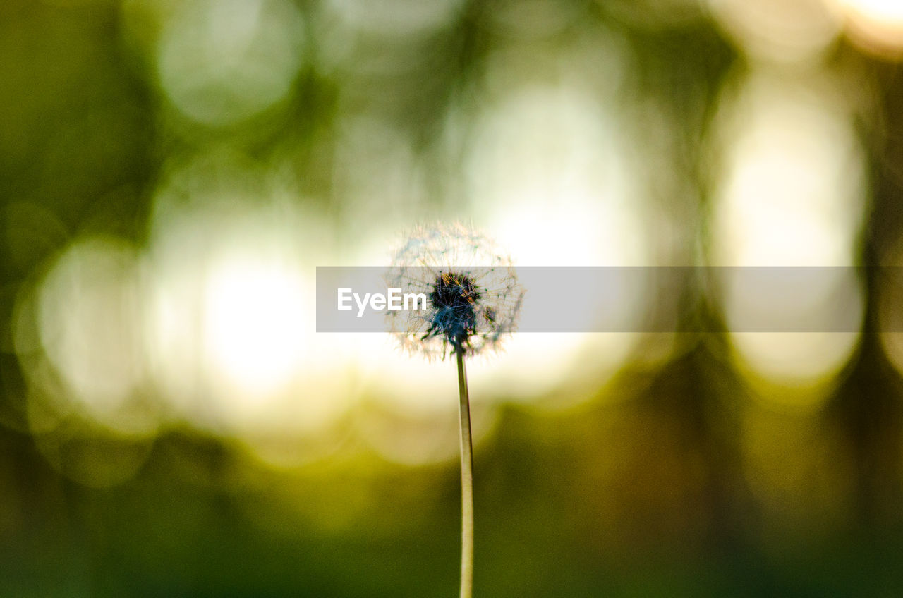 Close-up of flower against blurred background