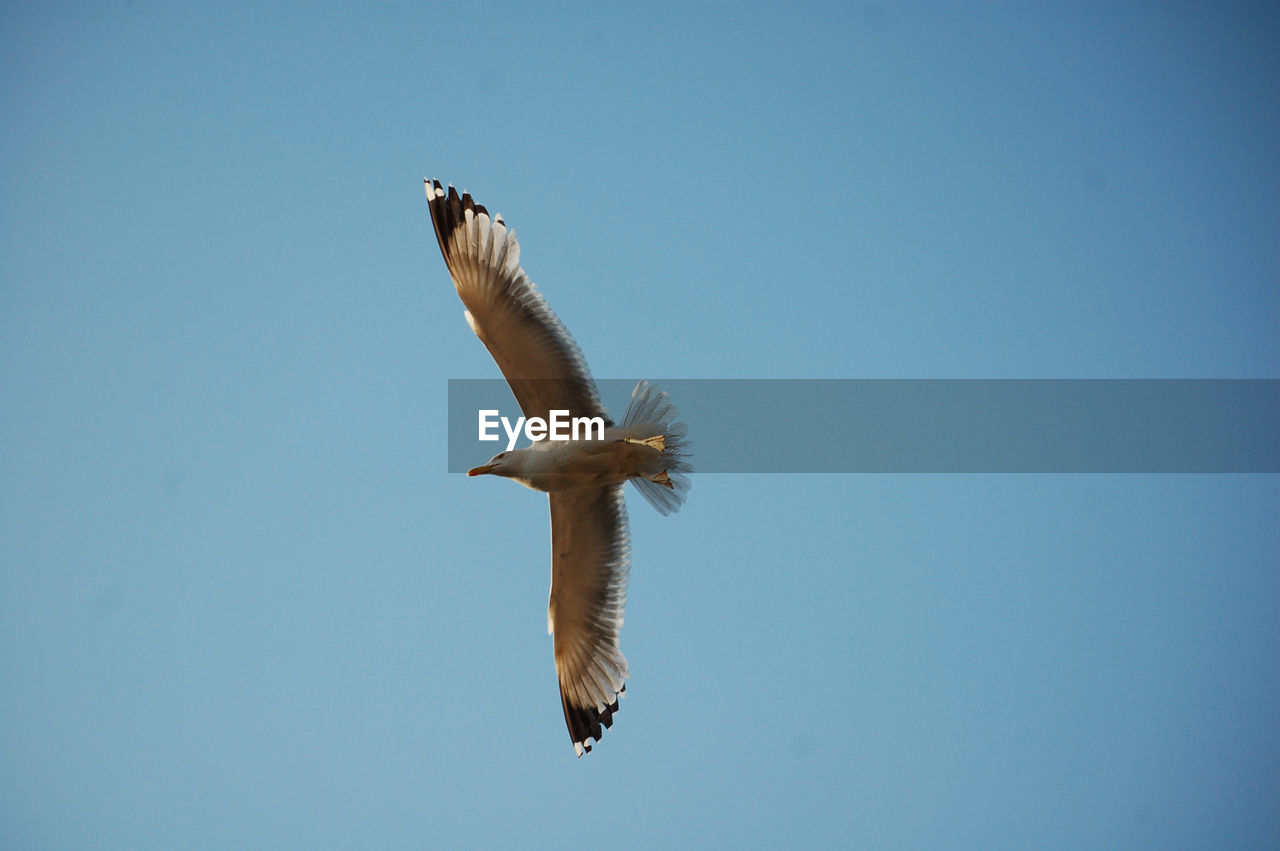 Seagull in flight