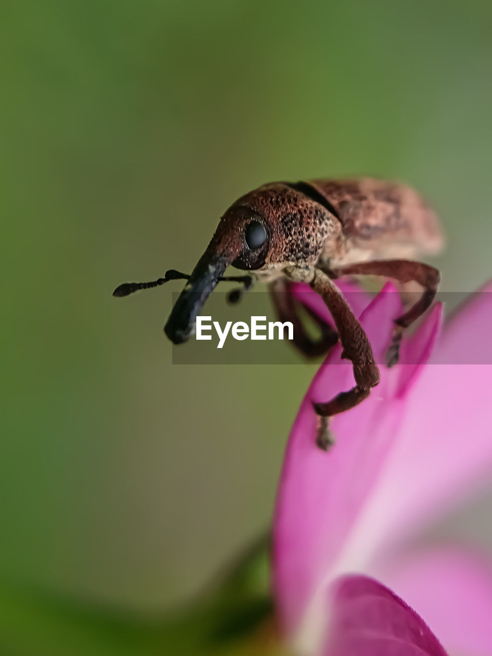 CLOSE-UP OF HOUSEFLY ON FLOWER