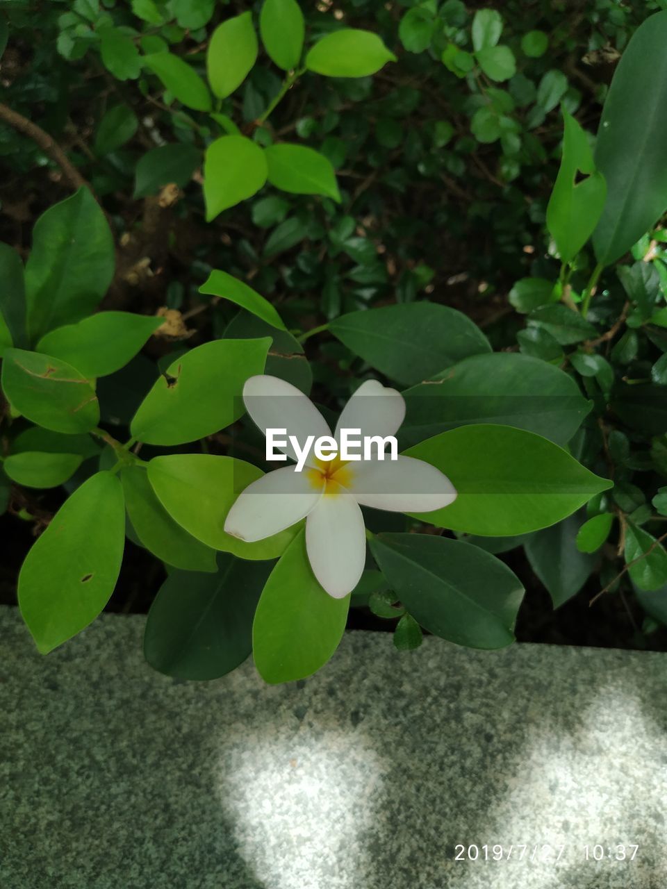 plant, flower, flowering plant, green, leaf, plant part, freshness, beauty in nature, growth, nature, petal, close-up, fragility, inflorescence, flower head, high angle view, no people, day, outdoors, frangipani, directly above, white, yellow