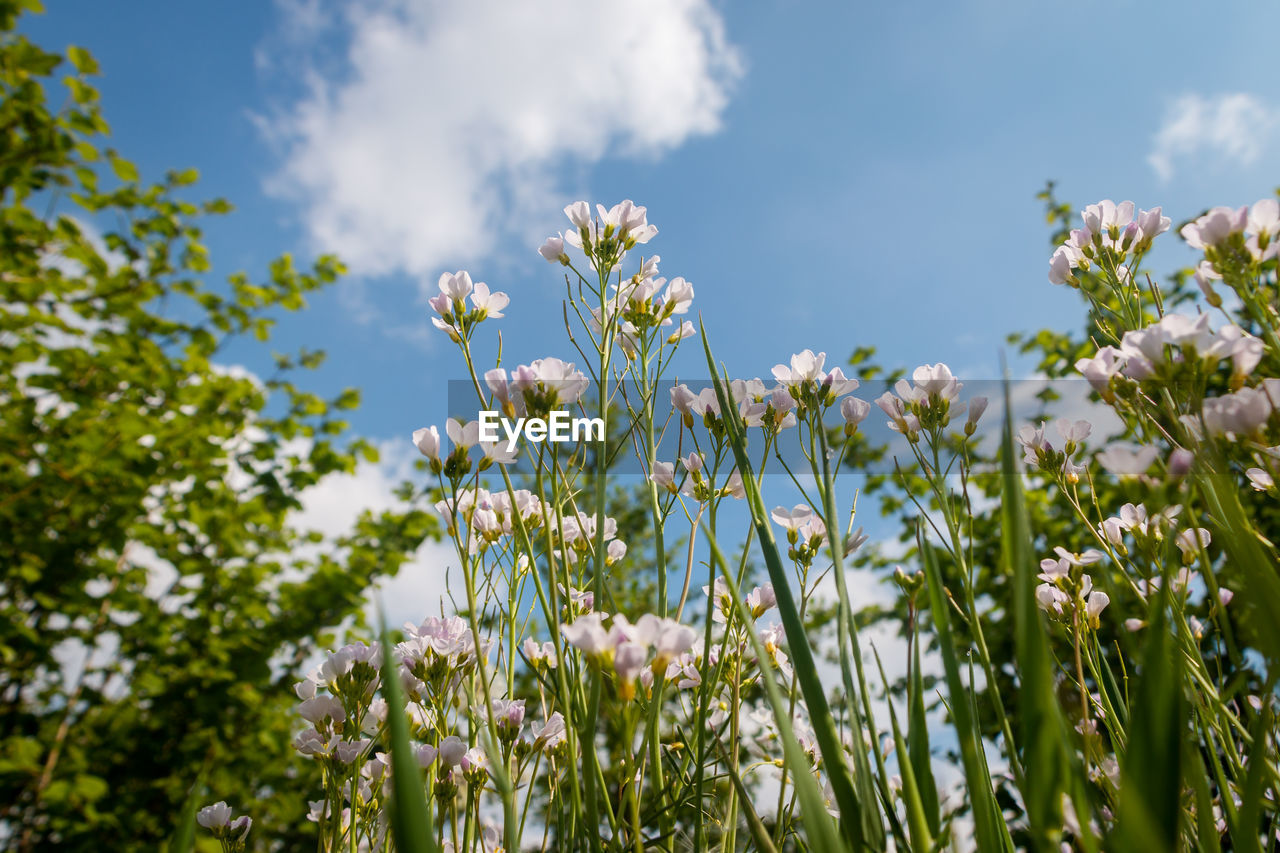 CLOSE-UP OF FLOWERING PLANT AGAINST SKY