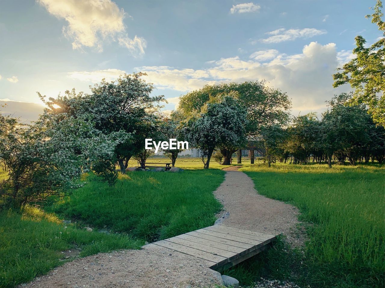 FOOTPATH AMIDST TREES ON FIELD