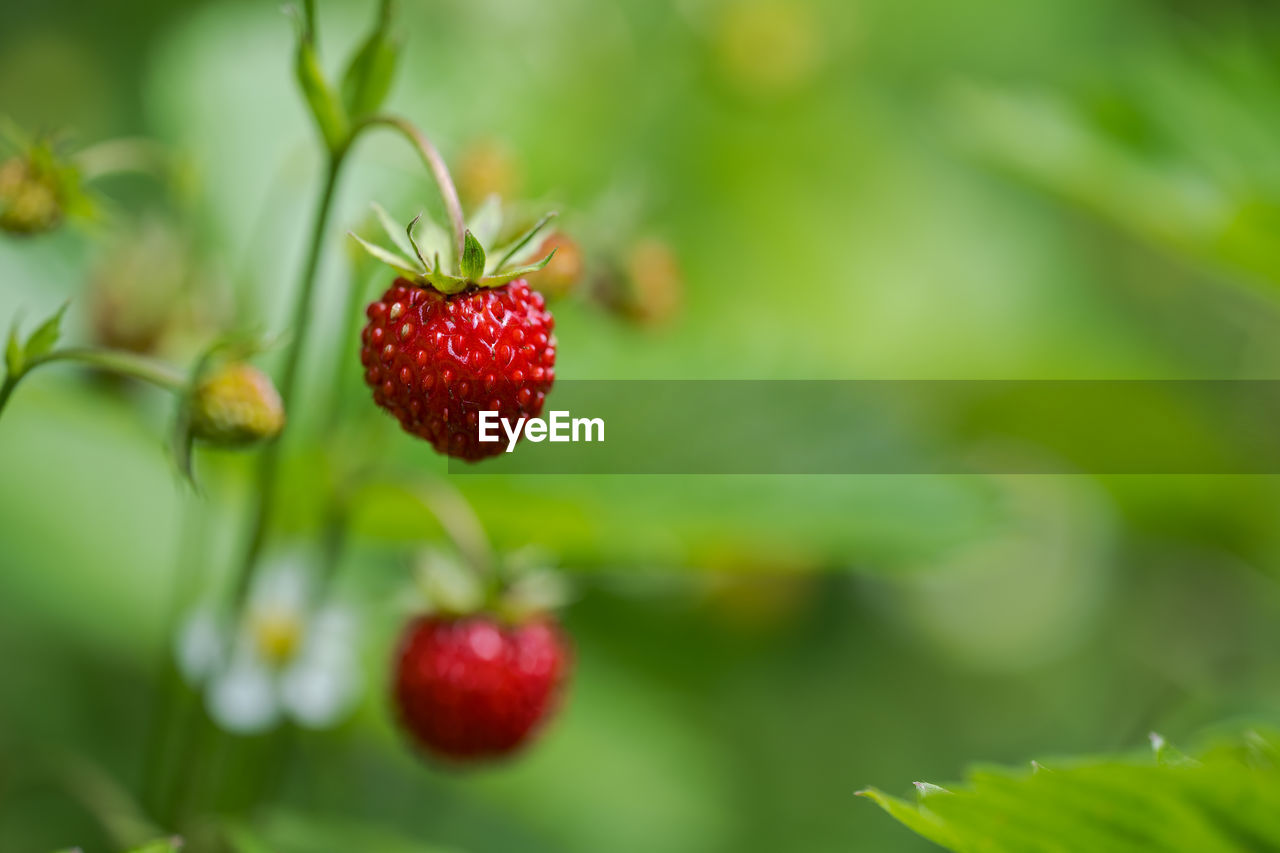 fruit, healthy eating, food, food and drink, berry, freshness, plant, red, strawberry, plant part, leaf, nature, close-up, growth, produce, wellbeing, green, ripe, no people, strawberry tree, tree, flower, agriculture, juicy, focus on foreground, day, selective focus, outdoors, branch, summer, land, beauty in nature, organic, macro photography, field, shrub, unripe, crop, environment