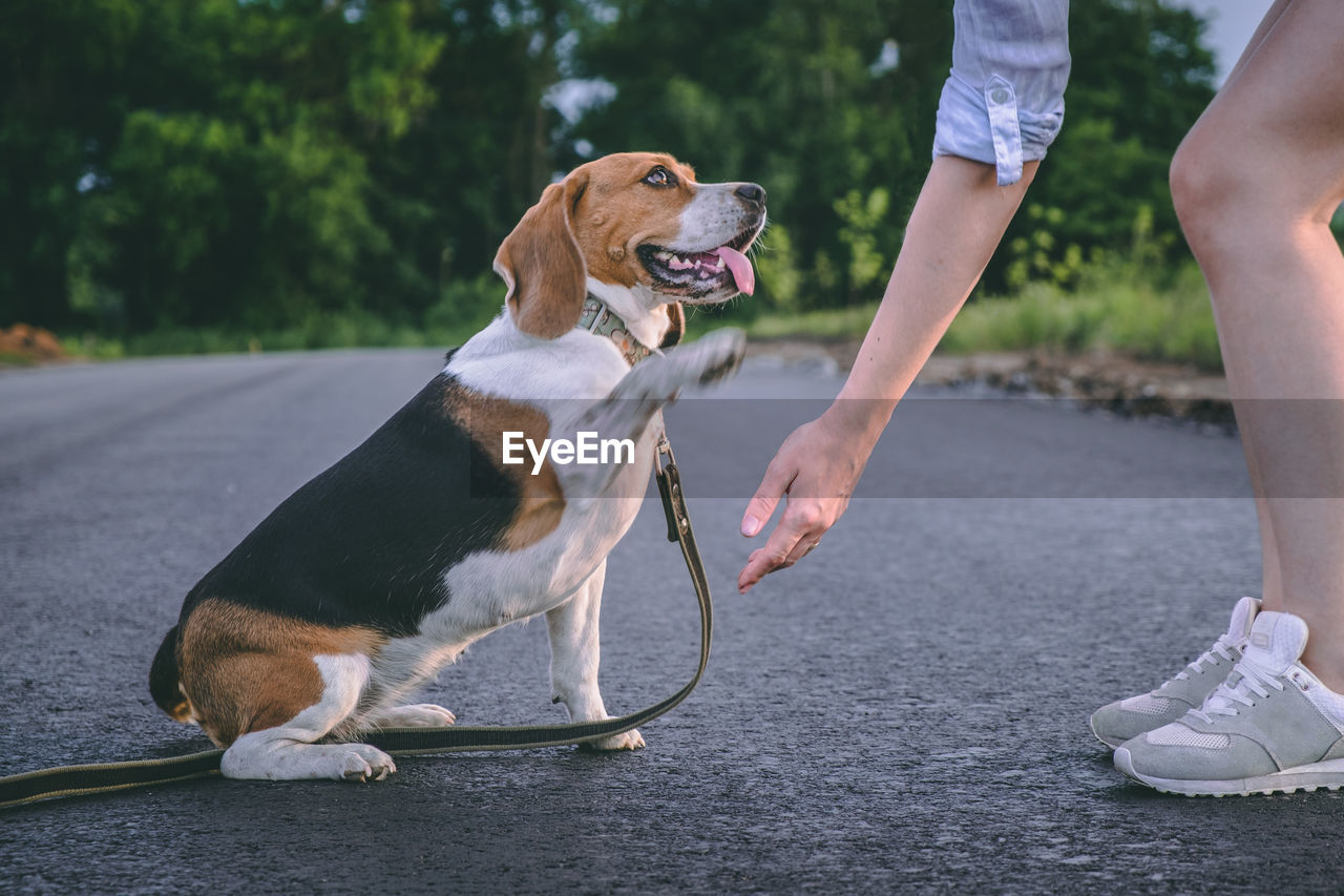 Beagle dog learns to give paw to mistress. walk with the pet. dog paw in human hands person