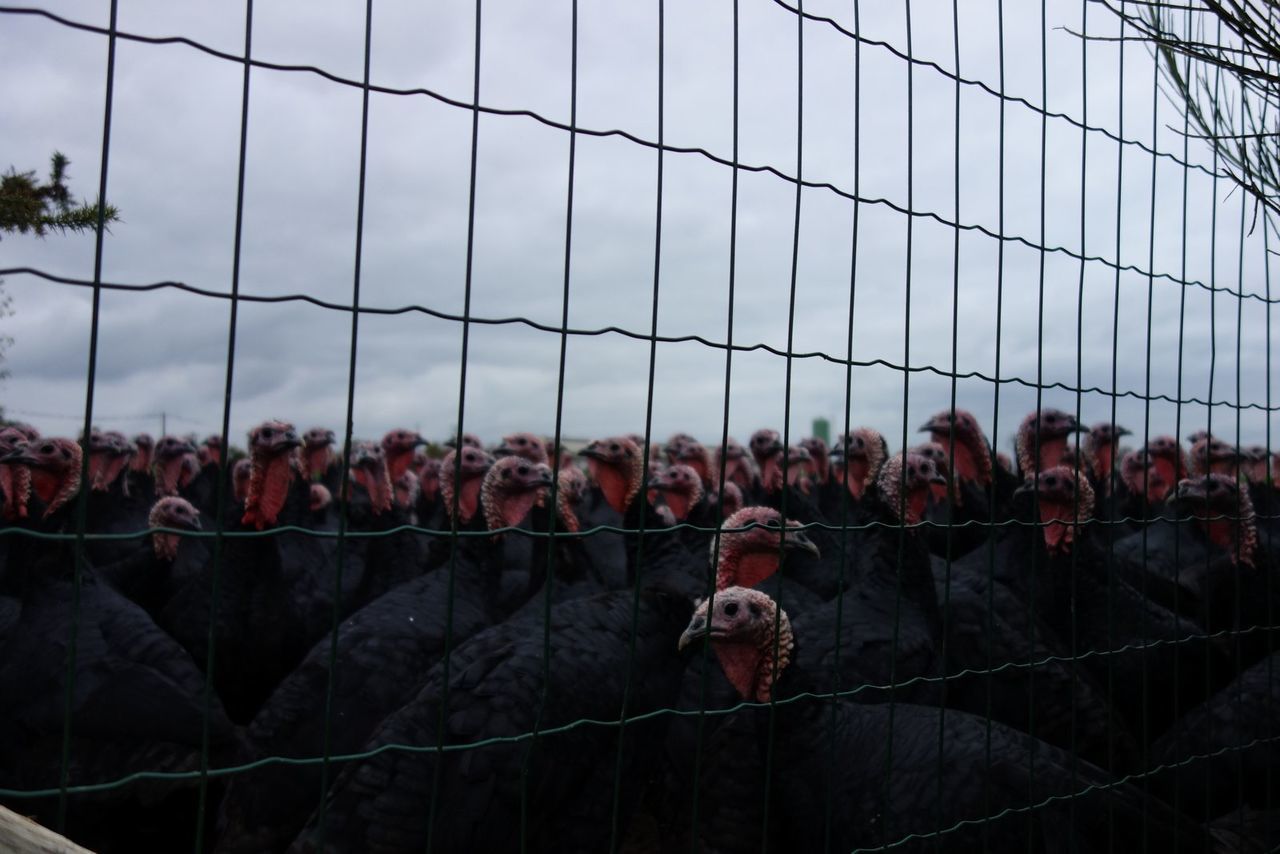 Turkeys on grassy field against cloudy sky