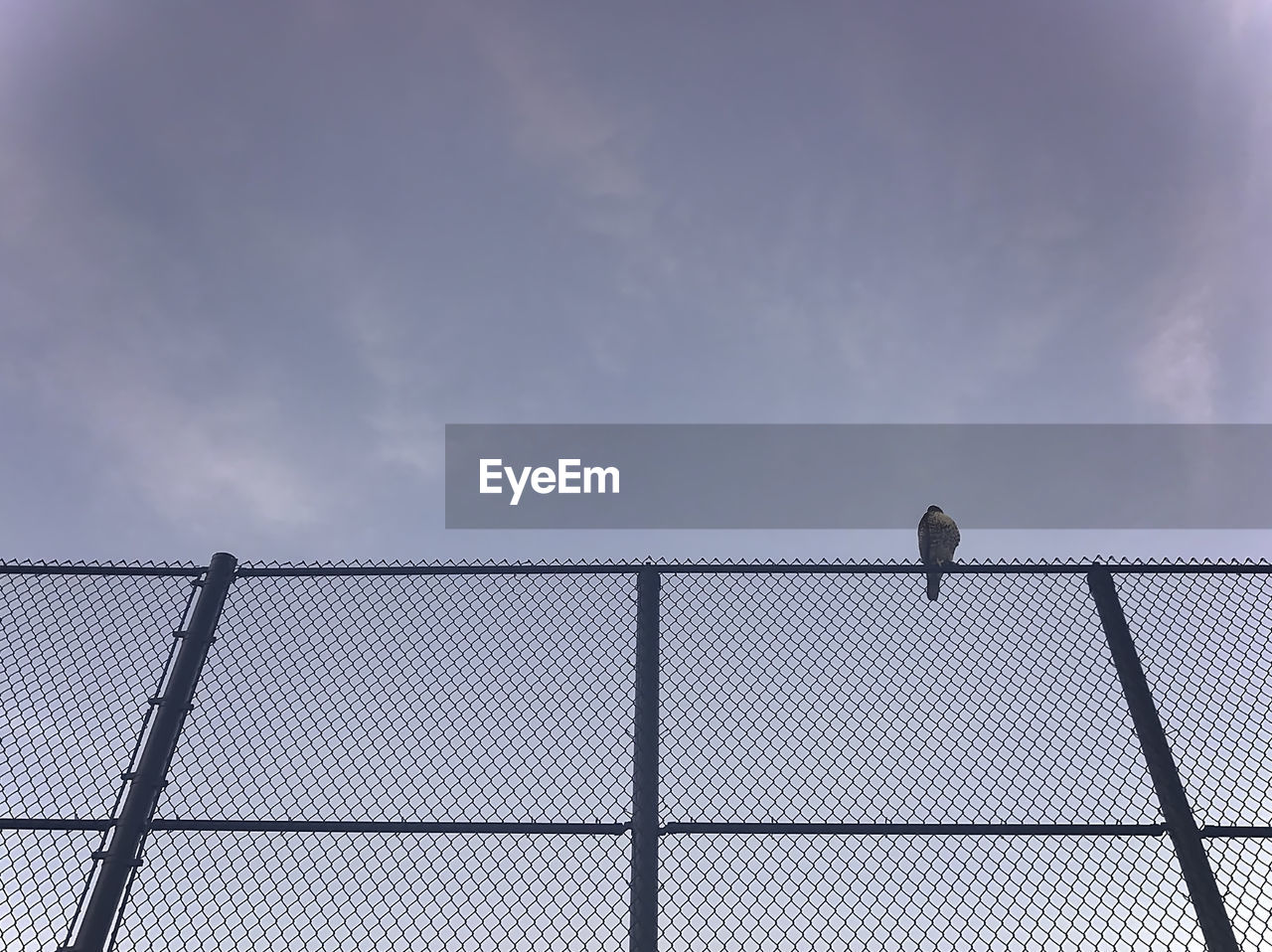 LOW ANGLE VIEW OF BIRD PERCHING ON RAILING AGAINST SKY