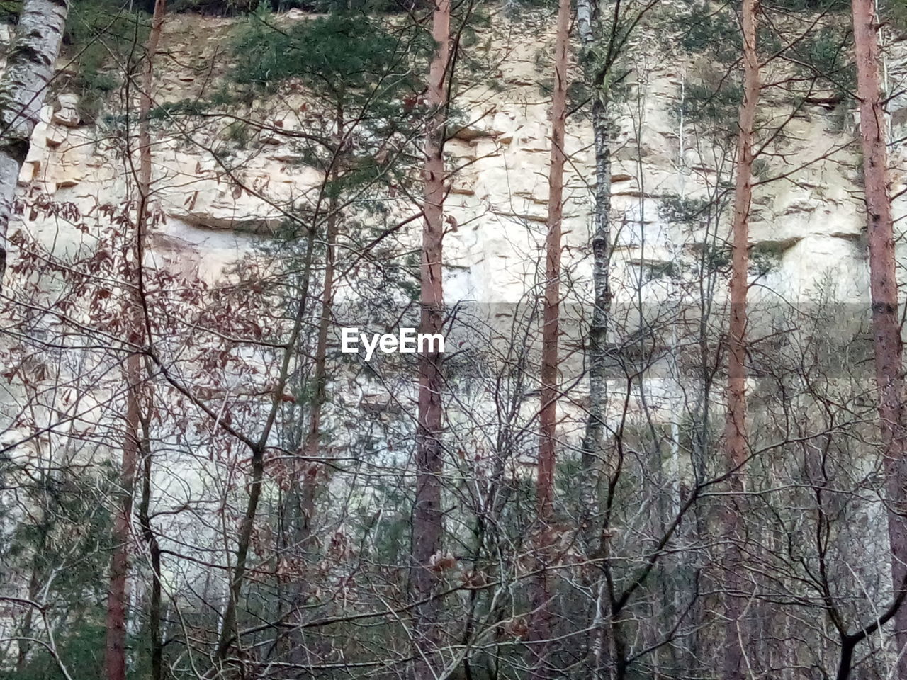 LOW ANGLE VIEW OF TREES IN FOREST