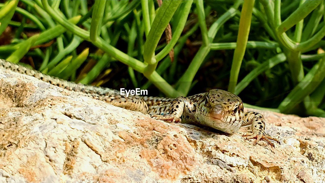 CLOSE-UP OF A LIZARD