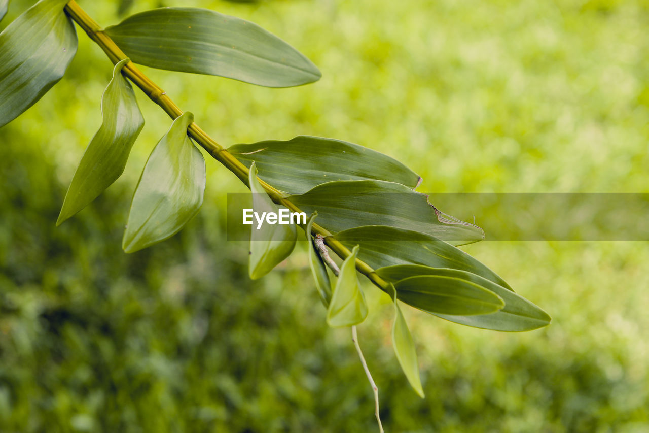 CLOSE-UP OF FRESH GREEN LEAVES ON PLANT